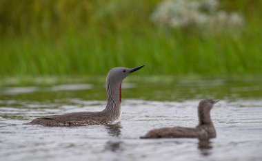 The exquisite beauty of the red-throated loon (Gavia stellata) (Icelandic red-throated loon) is a migratory water bird found in the northern hemisphere. clipart