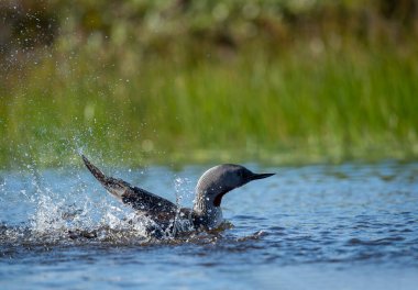 The exquisite beauty of the red-throated loon (Gavia stellata) (Icelandic red-throated loon) is a migratory water bird found in the northern hemisphere. clipart