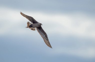Arktik martı. Deniz kuşu Arktik Skua, Stercorarius paraziticus, doğa ortamındaki kuş. Doğada kutup yaban hayatı.