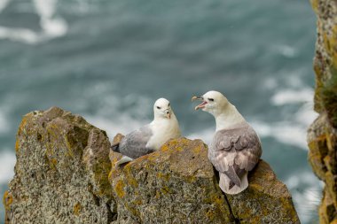 Bir çift Kuzeyli İzlanda kayalıklarında yuva yapmaya hazırlanıyor.
