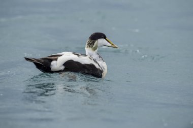 Eider goose (Somateria mollissima) is found along the northern coasts of Europe, Eastern Siberia and North America. This species breeds in the Arctic regions. Male individual. clipart