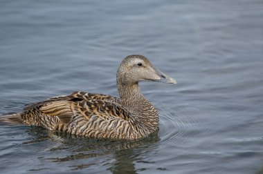 Eider kaz (Somateria mollissima) Avrupa, Doğu Sibirya ve Kuzey Amerika 'nın kuzey kıyıları boyunca bulunur. Bu tür kutup bölgelerinde ürer. Kadın birey.