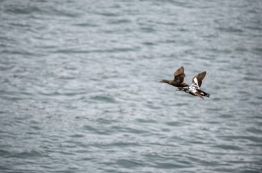 Eider goose (Somateria mollissima) is found along the northern coasts of Europe, Eastern Siberia and North America. This species breeds in the Arctic regions. Flying male and female individual. clipart
