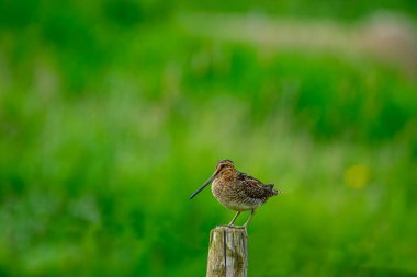 Latham's snipe on tree stump in green fields, Iceland clipart