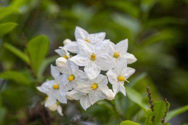Solanum laxum, yaygın olarak patates sarmaşığı, patates tırmanıcısı ya da yasemin itüzümü olarak bilinir..