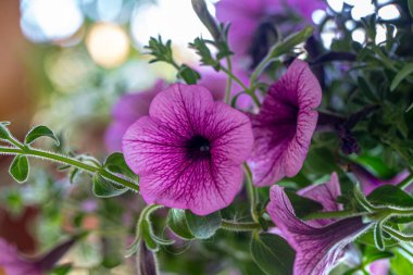 Petunia plant with pink flowers, Petunia exserta, Surfinia. Toning. Beautiful decorative plants bloom. growing, growing plants clipart