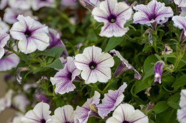 Petunya bitkisi, beyaz ve leylak çiçekli, Petunya exserta, Surfinia. Tonlama. Güzel dekoratif bitkiler çiçek açar. Büyüyen, büyüyen bitki