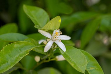 Limon ağacı, limon çiçeği