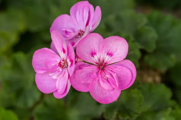 Parlak pembe ya da kırmızı, özel Geranium vatansever lavanta çiçeği, yakın plan. Pelargonium, Geraniaceae ailesine ait mis kokulu yaprak gagası olarak bilinen otçul bir bitkidir..