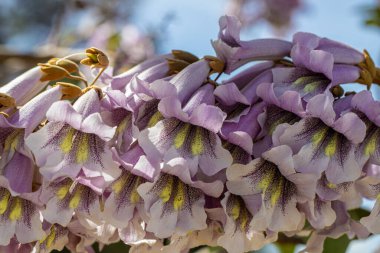 BlueBell ağacının çiçekleri Paulownia tomentosa.