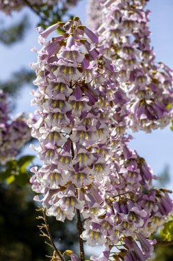 BlueBell ağacının çiçekleri Paulownia tomentosa.