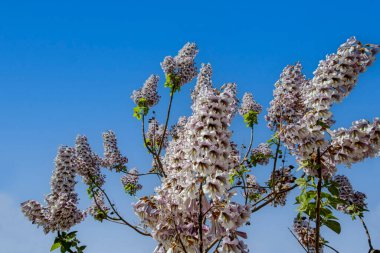 BlueBell ağacının çiçekleri Paulownia tomentosa.
