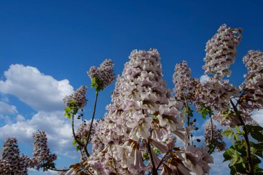 BlueBell ağacının çiçekleri Paulownia tomentosa.