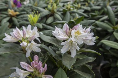 Rododendron ponticum (