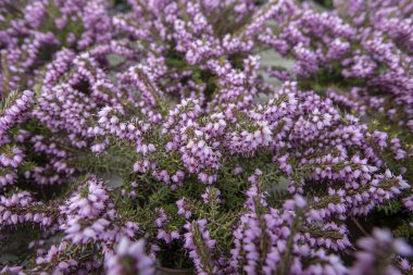 Çiçek açan Calluna vulgaris 'i kapatın, sık sık çalılık yapın ya da tarladaki çiçek arkaplanındaki mor çiçeklerin seçici odak noktasını çitileyin