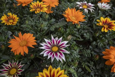 Lia ve beyaz, mor ve sarı gazania rigens çiçeği (Büyük Öpücük Beyaz Alev)