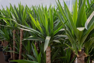 Yucca Filleri. Genç Yucca bitkileri. Bir dairede yaşamak için uygun tropikal ağaç.