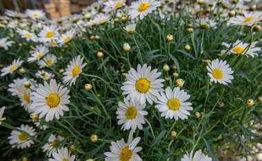 Margrit Çiçeği Leucanthemum. Beyaz papatyalar.
