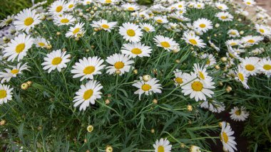 Margrit Çiçeği Leucanthemum. Beyaz papatyalar.