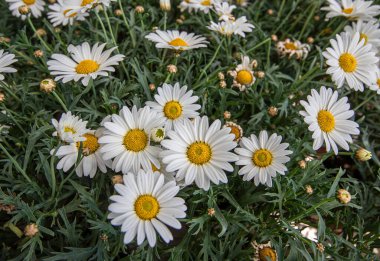 Margrit Çiçeği Leucanthemum. Beyaz papatyalar.