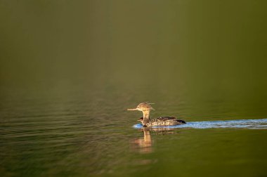 Kırmızı göğüslü merganser, Mergus serrator, su kuşu dalışı ördeği, testerelerden bir dişi yavrusuyla dolaşır. Merganser, okyanus yüzeyi, mavi su.