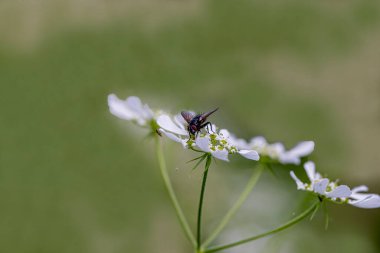 Blowfly (Polietes Lardarius) on a flower, Purton, Gloucestershire, clipart