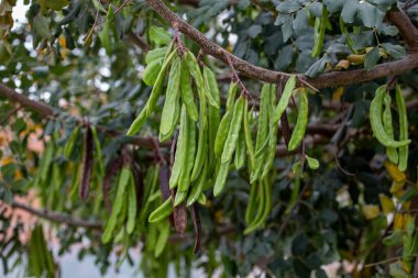 Carob tree , fresh green carob berries carob healthy food, Ceratonia siliqua (carob) clipart
