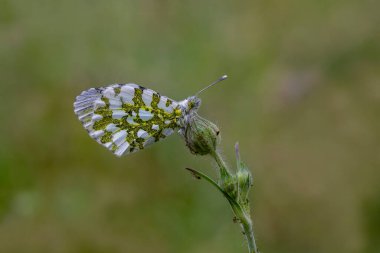 Bitki üzerinde dişi portakal renkli süslü kelebek (Anthocharis kakuminleri)