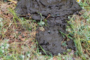 hayvan gübresiyle beslenen sinekler