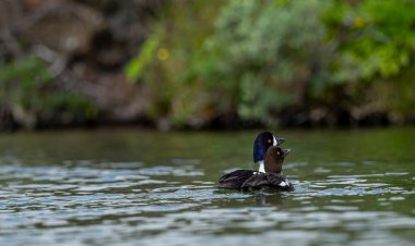 Goldeneye (Bucephala clangula), Anatidae familyasından orta büyüklükte bir deniz ördeği türü. Yakın akrabası Bucephala adlandica 'dır. Türkçe adı; altın göz.