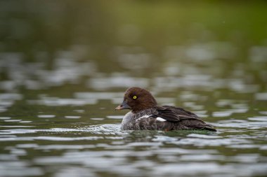 Goldeneye (Bucephala clangula), Anatidae familyasından orta büyüklükte bir deniz ördeği türü. Yakın akrabası Bucephala adlandica 'dır. Türkçe adı; altın göz.