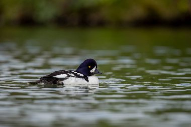 Goldeneye (Bucephala clangula), Anatidae familyasından orta büyüklükte bir deniz ördeği türü. Yakın akrabası Bucephala adlandica 'dır. Türkçe adı; altın göz.