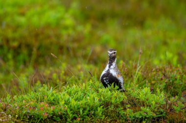 Golden plover on heather and grassland with blurred green background. Highland bird. Iceland . Scientific name: Pluvialis apricaria. clipart