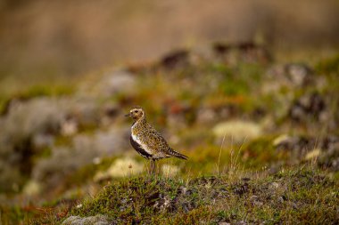 Golden plover on heather and grassland with blurred green background. Highland bird. Iceland . Scientific name: Pluvialis apricaria. clipart