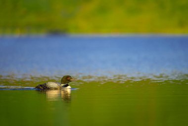 Siyah boğazlı dalgıç kuşu, buz dalgıcı, arktik dalgıç kuşu veya siyah boğazlı dalgıç (Gavia arkktika) baharda bir gölde yüzer..