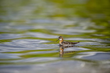 Kızıl boyunlu Phalarope - Kuzey Amerika ve Avrasya 'nın Arktik bölgelerinde üreyen Phalaropus lobatus küçük kuşu göçmendir ve kışı tropikal okyanuslarda denizde geçirir. İzlanda.