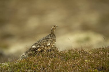 Ptarmigan, Japon bayan rock ptarmigan yaz tüyleri (Lagopus muta hyperborea). İzlanda .