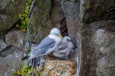 Kara ayaklı martı. Deniz kuşu yuvalanan koloniler kuzeyde kuş gribinden ciddi şekilde etkilenmesine rağmen, bu Kittiwake gibi kuşlar Yorkshire sahillerinde iyi bir üreme mevsimi geçirdiler..