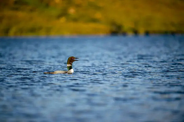 stock image Black-throated loon, Ice diver, arctic loon or black-throated loon (Gavia arctica) swims in a lake in spring.