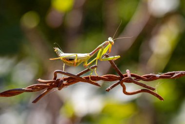 Uzun katlanmış bacakları ve büyük gözleri olan dikenli tel üzerinde peygamber devesinin yakın çekimi..