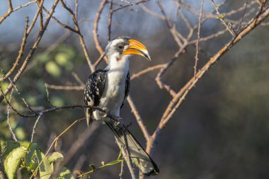Sarı gagalı Kartal, Kruger Ulusal Parkı, Güney Afrika, Afrika (Tockus lögelaları), boynuz gagası
