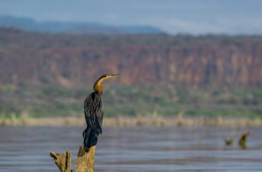 African Darter drying up its wings on a pond. Pilanesberg National Park, South Africa. It is a cormorant-like fish-eating bird with a very long neck. Anhinga Rufa. clipart