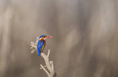 Malachite Kingfisher, KwaZulu-Natal, Güney Afrika 'da ibikli bir balıkçı..