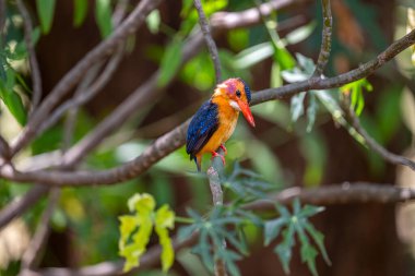 The Oriental dwarf kingfisher (Ceyx erithaca), also known as the black-backed kingfisher or three-toed kingfisher, is a species of bird in the family Alcedinidae.  clipart