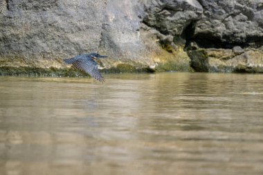 giant kingfisher Kingfisher is flying. Flying bird, ringed kingfisher over blue river in kenya. Action wildlife scene from tropical nature. clipart