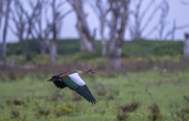 Kenya 'da Mara nehri boyunca uçan bir Mısırlı Kaz.