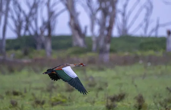 stock image An Egyptian Goose flying along the Mara River near Mara in Kenya