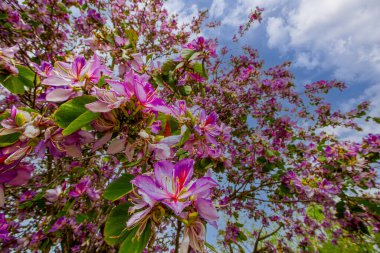 Orkide Ağacı (Bauhinia variegata) İzmir bostanli 'de güzel renkleriyle