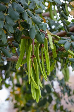 Keçiboynuzu ağacı, taze yeşil keçiboynuzu böğürtlen, keçiboynuzu sağlıklı yemek, Ceratonia silikesi (keçiboynuzu))