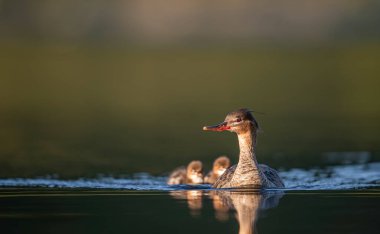 Kırmızı göğüslü merganser, Mergus serrator, su kuşu dalışı ördeği, testerelerden bir dişi yavrusuyla dolaşır. Merganser, okyanus yüzeyi, mavi su.